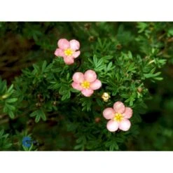 Pink Buskpotentil 'Lovely Pink' Potentilla Fruticosa 'Lovely Pink' Plug + 2 års, 20-40 Cm. -Osmo Salgsbutik fi15836 potentilla fruticosa pink beauty c8a8