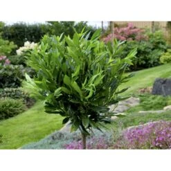 Kirsebærlaurbær 'Otto Luyken' Prunus Laurocerasus 'Otto Luyken' Potte 3,5 Liter 20-30 Cm. -Osmo Salgsbutik fi15885 prunus laurocerasus otto luyken 3a23