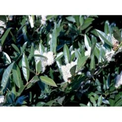 Kirsebærlaurbær 'Otto Luyken' Prunus Laurocerasus 'Otto Luyken' Potte 3,5 Liter 20-30 Cm. -Osmo Salgsbutik fi15885 prunus laurocerasus otto luyken 3afb