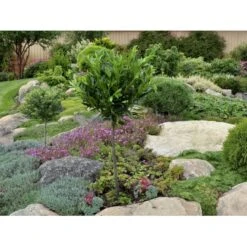 Kirsebærlaurbær 'Otto Luyken' Prunus Laurocerasus 'Otto Luyken' Potte 3,5 Liter 20-30 Cm. -Osmo Salgsbutik fi15885 prunus laurocerasus otto luyken 4ead