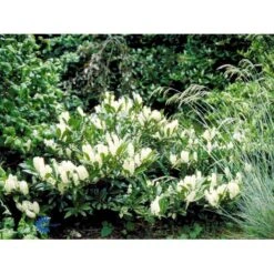 Kirsebærlaurbær 'Otto Luyken' Prunus Laurocerasus 'Otto Luyken' Potte 3,5 Liter 20-30 Cm. -Osmo Salgsbutik fi15885 prunus laurocerasus otto luyken 9929