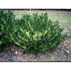 Kirsebærlaurbær 'Otto Luyken' Prunus Laurocerasus 'Otto Luyken' Potte 3,5 Liter 20-30 Cm. -Osmo Salgsbutik fi15885 prunus laurocerasus otto luyken b4f5
