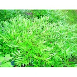 Kirsebærlaurbær 'Pruzab' Prunus Laurocerasus 'Pruzab' Med Klump,- 40-50 Cm. -Osmo Salgsbutik fi15891 prunus laurocerasus pruzab a198