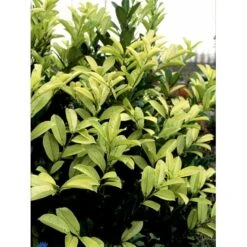 Hæk-Kirsebærlaurbær 'Rotundifolia' Prunus Laurocerasus 'Rotundifolia' Potte 10 Liter,- 100-125 Cm. -Osmo Salgsbutik fi15894 prunus laurocerasus rotundifolia 2699