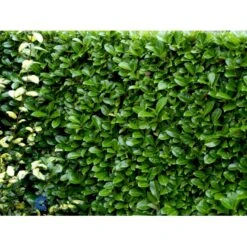 Hæk-Kirsebærlaurbær 'Rotundifolia' Prunus Laurocerasus 'Rotundifolia' Potte 10 Liter,- 100-125 Cm. -Osmo Salgsbutik fi15894 prunus laurocerasus rotundifolia de35