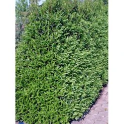 Portugisisk Laurbærkirsebær Prunus Lusitanica 'Angustifolia' Potte 5,0 Liter,- 60-80 Cm. -Osmo Salgsbutik fi15901 prunus lusitanica angustifolia 2366 1