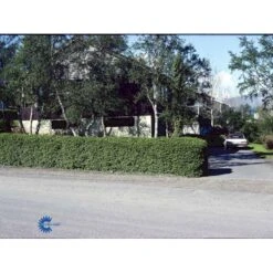 Fjeldribs Ribes Alpinum Barrods,- 4 års (2/2) 30-60 Cm. -Osmo Salgsbutik fi16024 ribes alpinum 423e