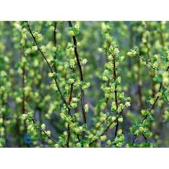 Fjeldribs Ribes Alpinum Barrods,- 4 års (2/2) 30-60 Cm. -Osmo Salgsbutik fi16024 ribes alpinum 586c