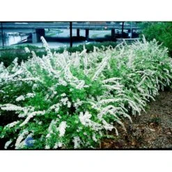 Snedrivebusk 'Grefsheim' Spiraea Cinerea 'Grefsheim' Med Klump,- 125-150 Cm. -Osmo Salgsbutik fi16259 spiraea cinerea grefsheim 79fd