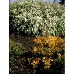 Snedrivebusk 'Grefsheim' Spiraea Cinerea 'Grefsheim' Med Klump,- 125-150 Cm. -Osmo Salgsbutik fi16259 spiraea cinerea grefsheim a930