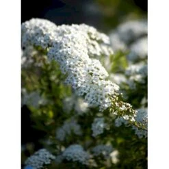 Snedrivebusk 'Grefsheim' Spiraea Cinerea 'Grefsheim' Med Klump,- 125-150 Cm. -Osmo Salgsbutik fi16259 spiraea cinerea grefsheim d6ff