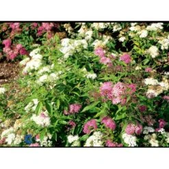 Spiræa 'Genpei' Spiraea Japonica 'Genpei' Potte 2,0 Liter,- 25-30 Cm. 7 Spiræa 'Genpei' Spiraea Japonica 'Genpei' Potte 2,0 Liter,- 25-30 Cm. -Osmo Salgsbutik fi16277 spiraea japonica genpei 09c5