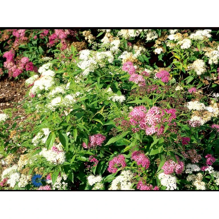 Spiræa 'Genpei' Spiraea Japonica 'Genpei' Potte 2,0 Liter,- 25-30 Cm. 4 Spiræa 'Genpei' Spiraea Japonica 'Genpei' Potte 2,0 Liter,- 25-30 Cm. - Billede 4