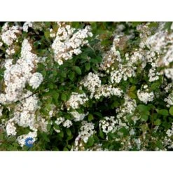 Buketspiræa Spiraea X Vanhouttei Plug + 2 års, 50-80 Cm. -Osmo Salgsbutik fi16300 spiraea vanhouttei 2a40