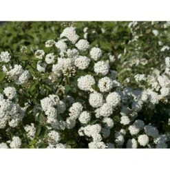 Buketspiræa Spiraea X Vanhouttei Plug + 2 års, 50-80 Cm. -Osmo Salgsbutik fi16300 spiraea vanhouttei c37c