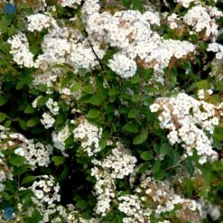 Buketspiræa Spiraea X Vanhouttei Plug + 2 års, 50-80 Cm. -Osmo Salgsbutik fi16300 spiraea vanhouttei c4a8