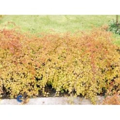 Kranstop 'Crispa' Stephanandra Incisa 'Crispa' 3,5 Liter Potte -Osmo Salgsbutik fi16309 stephanandra incisa crispa 2699