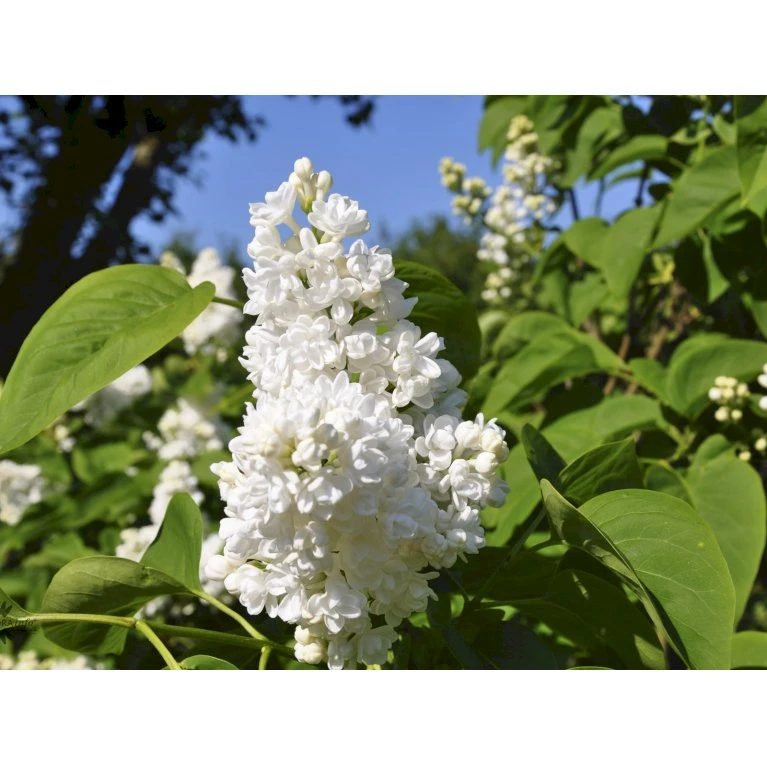 Almindelig Syren Hvid Syringa Vulgaris Alba 5 Liter Potte 6 Almindelig Syren Hvid Syringa Vulgaris Alba 5 Liter Potte - Billede 6