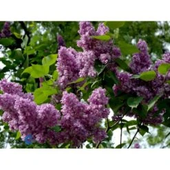 'Charles Joly' Syringa Vul. 'Charles Joly' (storblomstrende) Potte 12 Liter,- 80-100 Cm. -Osmo Salgsbutik fi16428 syringa vulgaris charles joly 661c