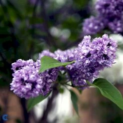 'Charles Joly' Syringa Vul. 'Charles Joly' (storblomstrende) Potte 12 Liter,- 80-100 Cm. -Osmo Salgsbutik fi16428 syringa vulgaris charles joly 9c8f