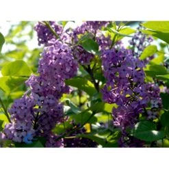 'Charles Joly' Syringa Vul. 'Charles Joly' (storblomstrende) Potte 12 Liter,- 80-100 Cm. -Osmo Salgsbutik fi16428 syringa vulgaris charles joly e4d9