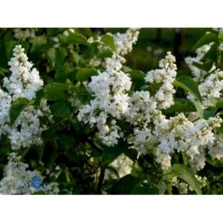 'Primrose' Syringa Vul. 'Primrose' (storblomstrende) Med Klump,- 125-150 Cm. 5 'Primrose' Syringa Vul. 'Primrose' (storblomstrende) Med Klump,- 125-150 Cm. -Osmo Salgsbutik fi16483 syringa vulgaris primrose 3258