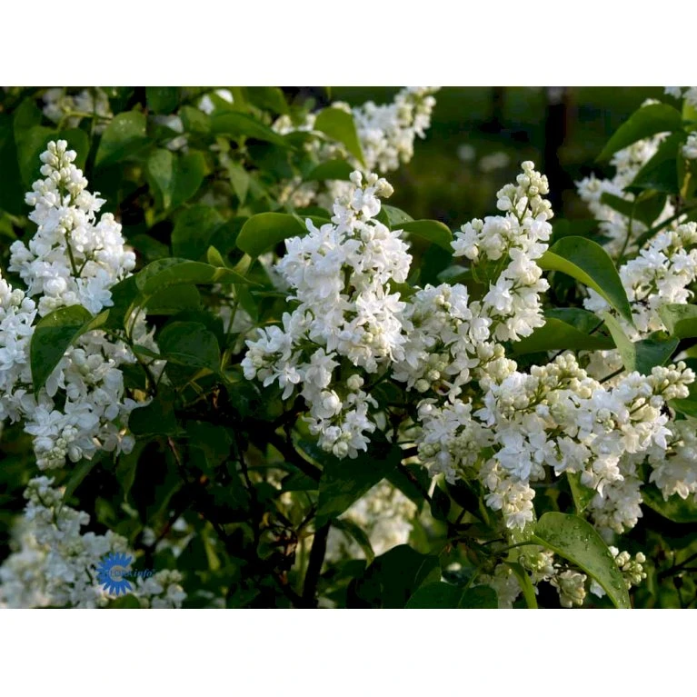 'Primrose' Syringa Vul. 'Primrose' (storblomstrende) Med Klump,- 125-150 Cm. 3 'Primrose' Syringa Vul. 'Primrose' (storblomstrende) Med Klump,- 125-150 Cm. - Billede 3