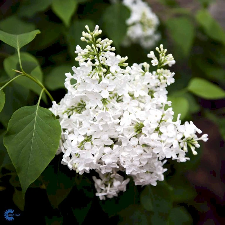 'Primrose' Syringa Vul. 'Primrose' (storblomstrende) Med Klump,- 125-150 Cm. 2 'Primrose' Syringa Vul. 'Primrose' (storblomstrende) Med Klump,- 125-150 Cm. - Billede 2