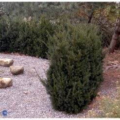 Taks 'Hillii' Taxus Media 'Hillii' Med Klump,- 100-120 Cm. 9 Taks 'Hillii' Taxus Media 'Hillii' Med Klump,- 100-120 Cm. -Osmo Salgsbutik fi1884 taxus media hillii 9eec