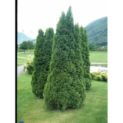 Hækthuja 'Holmstrup' Thuja Occidentalis 'Holmstrup' Med Klump,- 60-80 Cm. -Osmo Salgsbutik fi1916 thuja occidentalis holmstrup 28bc