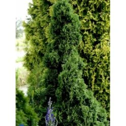Hækthuja 'Holmstrup' Thuja Occidentalis 'Holmstrup' Med Klump,- 60-80 Cm. -Osmo Salgsbutik fi1916 thuja occidentalis holmstrup 9c06