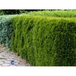 Hækthuja 'Smaragd' Thuja Occidentalis 'Smaragd' Med Klump, - 80-100 Cm 12 Hækthuja 'Smaragd' Thuja Occidentalis 'Smaragd' Med Klump, - 80-100 Cm -Osmo Salgsbutik fi1932 thuja occidentalis smaragd 2540 1