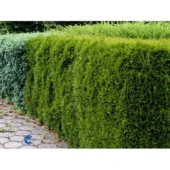 Hækthuja 'Smaragd' Thuja Occidentalis 'Smaragd' Potte 5,0 Liter,- 80-100 Cm. -Osmo Salgsbutik fi1932 thuja occidentalis smaragd 2540 2