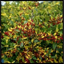 Sargentsæble Malus Sargentii Barrods, - 3 års (1/2) 50-80 Cm. Hækkvalitet 15 Sargentsæble Malus Sargentii Barrods, - 3 års (1/2) 50-80 Cm. Hækkvalitet -Osmo Salgsbutik fi273 malus toringo var sargentii 6dc4