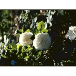'Maxima' (syn. White Rose Of York) Rosa Alba 'Maxima' (Albarose) A-Kvalitet,- Barrods Roser Min. 3 Grene -Osmo Salgsbutik fi3855 rosa alba maxima 3d68