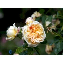 'Alchymist' Rosa X 'Alchymist' (Slyngrose) A-Kvalitet,- Barrods Roser Min. 3 Grene -Osmo Salgsbutik fi3862 rosa alchymist 7dfe