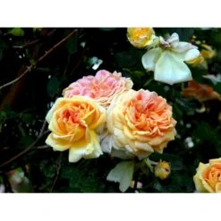 'Alchymist' Rosa X 'Alchymist' (Slyngrose) A-Kvalitet,- Barrods Roser Min. 3 Grene -Osmo Salgsbutik fi3862 rosa alchymist f742