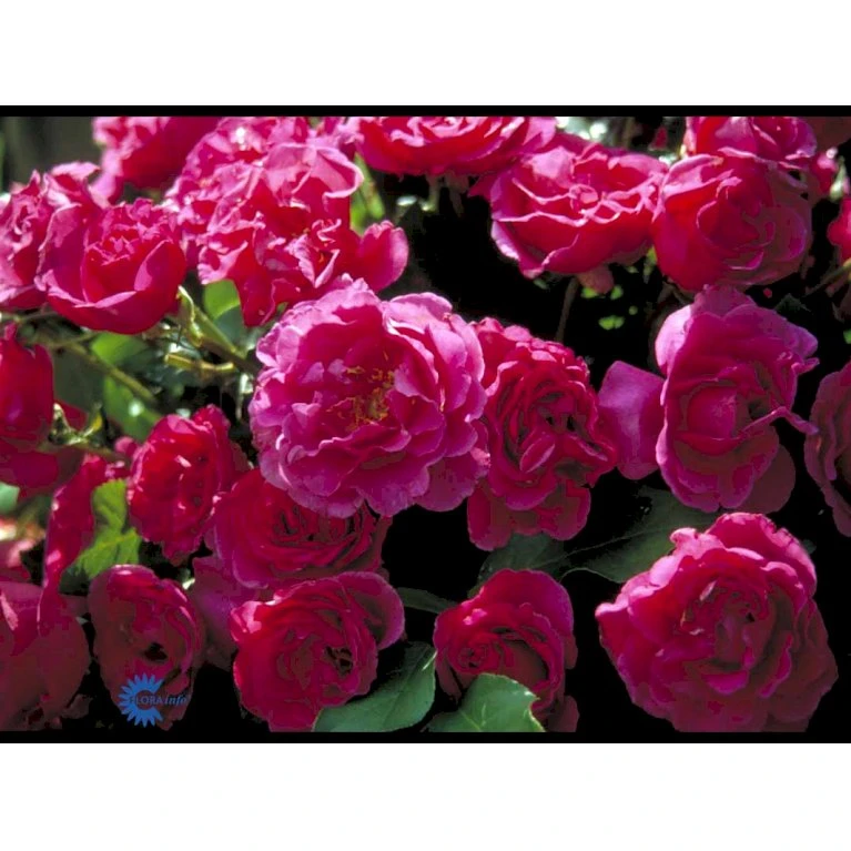'Prinsesse Alexandra'™ Rosa X 'Prinsesse Alexandra'™ (Renaissancerose) A-Kvalitet,- Barrods Roser Min. 3 Grene 6 'Prinsesse Alexandra'™ Rosa X 'Prinsesse Alexandra'™ (Renaissancerose) A-Kvalitet,- Barrods Roser Min. 3 Grene - Billede 6