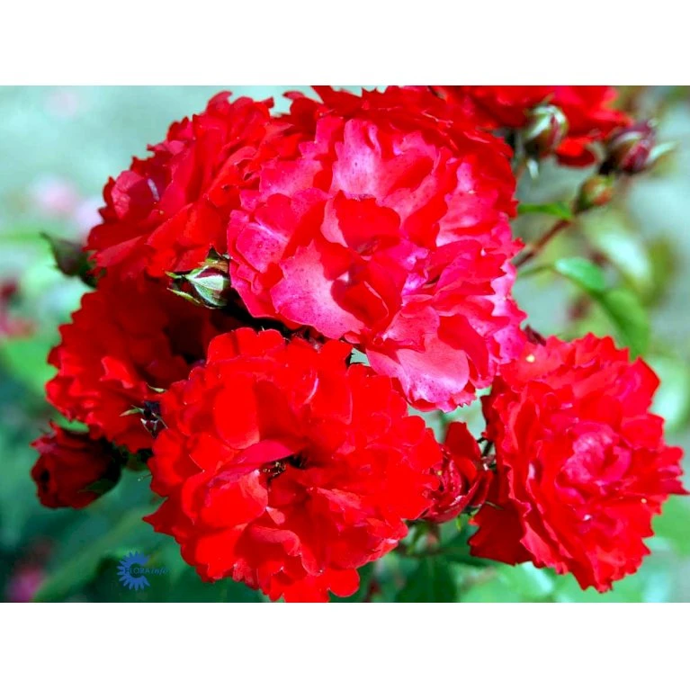 'Allotria'® Rosa X 'Allotria'® (Buketrose) A-Kvalitet,- Barrods Roser Min. 3 Grene 8 'Allotria'® Rosa X 'Allotria'® (Buketrose) A-Kvalitet,- Barrods Roser Min. 3 Grene - Billede 8