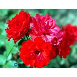 'Allotria'® Rosa X 'Allotria'® (Buketrose) A-Kvalitet,- Barrods Roser Min. 3 Grene 15 'Allotria'® Rosa X 'Allotria'® (Buketrose) A-Kvalitet,- Barrods Roser Min. 3 Grene -Osmo Salgsbutik fi3872 rosa allotria bedd