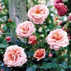 'Aloha' Rosa X 'Aloha' (Slyngrose) A-Kvalitet,- Barrods Roser Min. 3 Grene -Osmo Salgsbutik fi3874 rosa aloha bab4