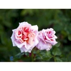'Aloha' Rosa X 'Aloha' (Slyngrose) A-Kvalitet,- Barrods Roser Min. 3 Grene -Osmo Salgsbutik fi3874 rosa aloha c0c5