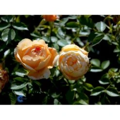'Amber Cover'® Rosa X 'Amber Cover'® (Bunddækkerose) A-Kvalitet,- Barrods Roser Min. 3 Grene -Osmo Salgsbutik fi3878 rosa amber cover poulbambe n 2620