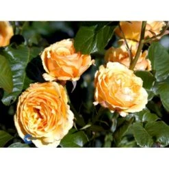 'Amber Queen' Rosa X 'Amber Queen' (Buketrose) A-Kvalitet,- Barrods Roser Min. 3 Grene -Osmo Salgsbutik fi3880 rosa amber queen 2452