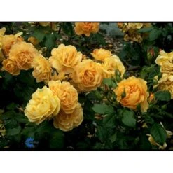 'Amber Queen' Rosa X 'Amber Queen' (Buketrose) A-Kvalitet,- Barrods Roser Min. 3 Grene -Osmo Salgsbutik fi3880 rosa amber queen 4554