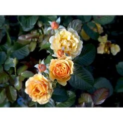'Amber Queen' Rosa X 'Amber Queen' (Buketrose) A-Kvalitet,- Barrods Roser Min. 3 Grene -Osmo Salgsbutik fi3880 rosa amber queen 8c07