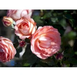 'Amelia™ Renaissance'® Rosa X 'Amelia™ Renaissance'® (Renaissancerose) A-Kvalitet,- Barrods Roser Min. 3 Grene -Osmo Salgsbutik fi3883 rosa amelia poulen011 n 6c5d