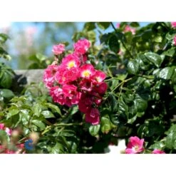 'American Pillar' Rosa X 'American Pillar' (Slyngrose) A-Kvalitet,- Barrods Roser Min. 3 Grene -Osmo Salgsbutik fi3884 rosa american pillar 0b4b