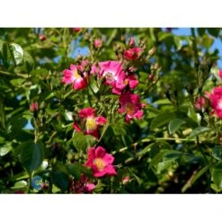 'American Pillar' Rosa X 'American Pillar' (Slyngrose) A-Kvalitet,- Barrods Roser Min. 3 Grene -Osmo Salgsbutik fi3884 rosa american pillar 34b1