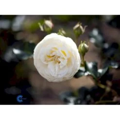 'Artemis'® Rosa X 'Artemis'® (Storblomstrende) A-Kvalitet,- Barrods Roser Min. 3 Grene -Osmo Salgsbutik fi3902 rosa artemis r tansimetra 1699